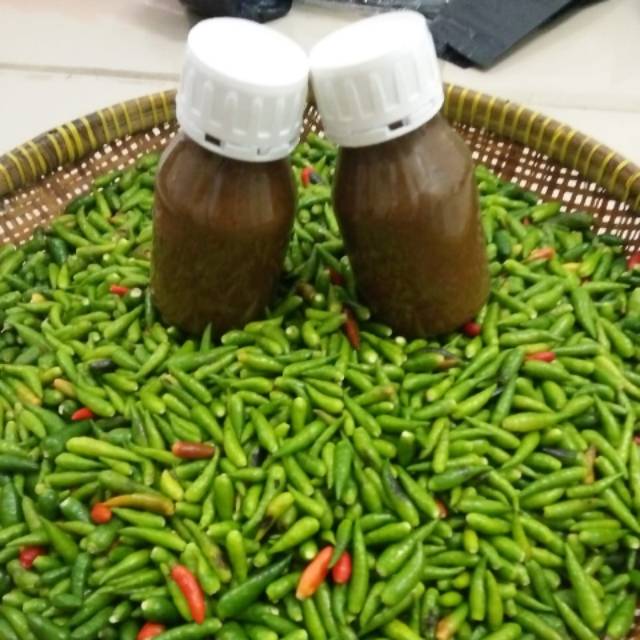 

SAMBEL ACEH