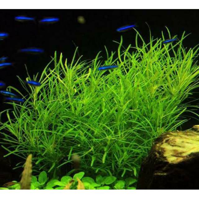 Pogostemon Octopus ( Tanaman Aquascape Tanpa Co2 )
