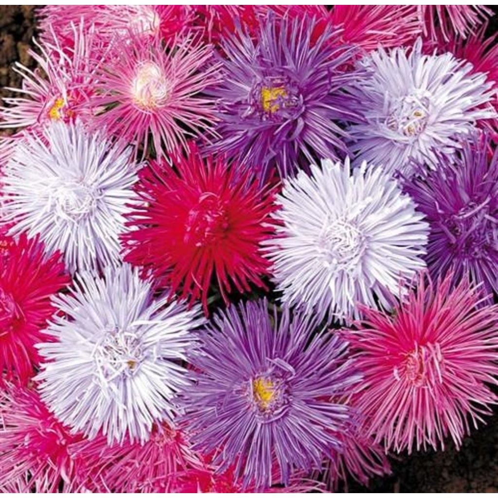 Benih Bibit Biji - Bunga Aster China Giant Ray Mix Needle Type Flower Seeds - IMPORT