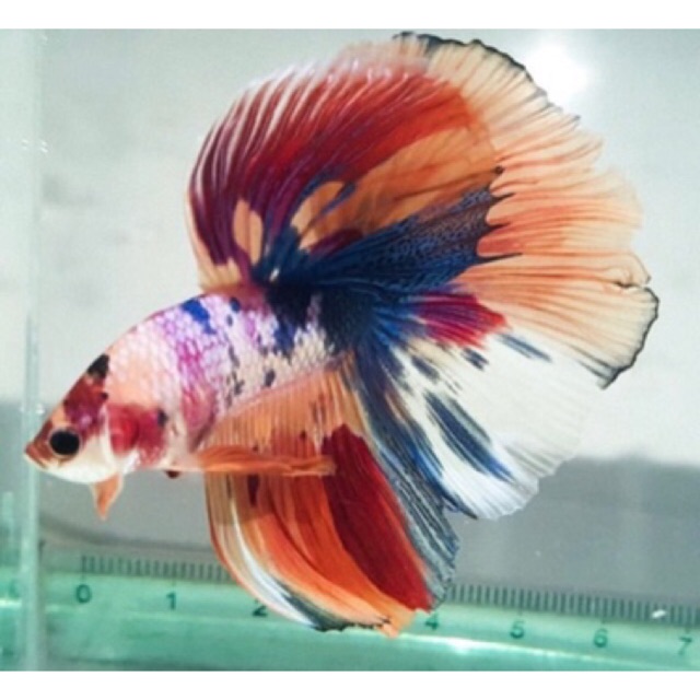Ikan Cupang Halfmoon Nemo Emerald Candy Shopee Indonesia