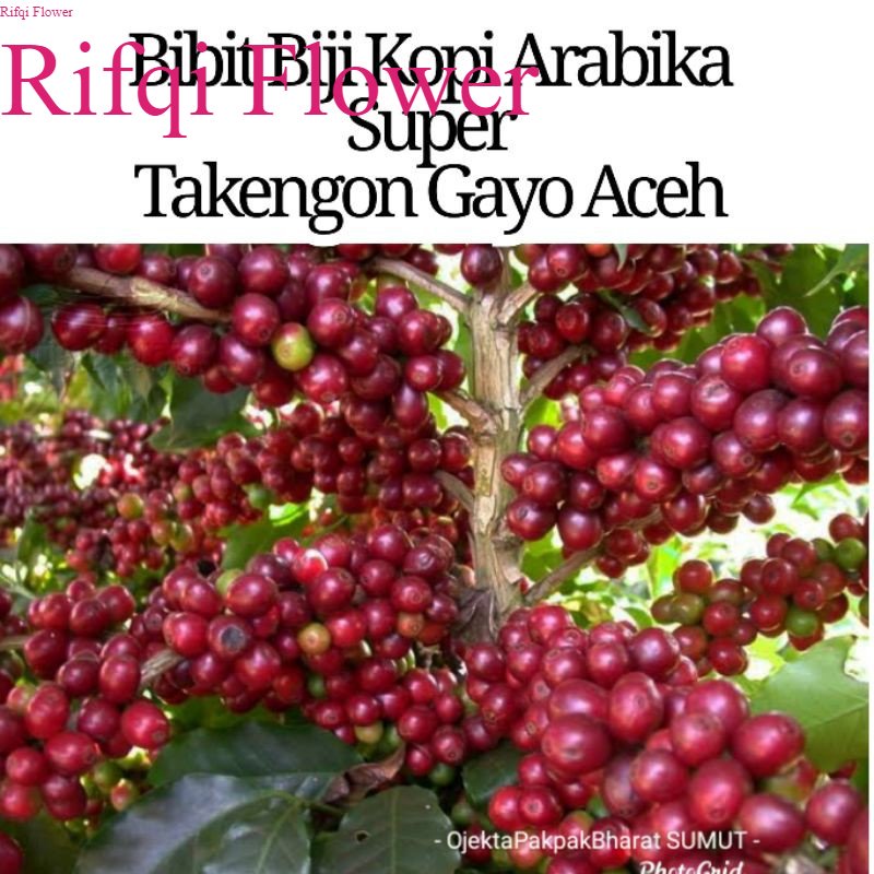 

25 Bibit Biji Kopi Arabika Super Unggul pucuk merah hijau arabika Takengon gayo Rifqi Flower