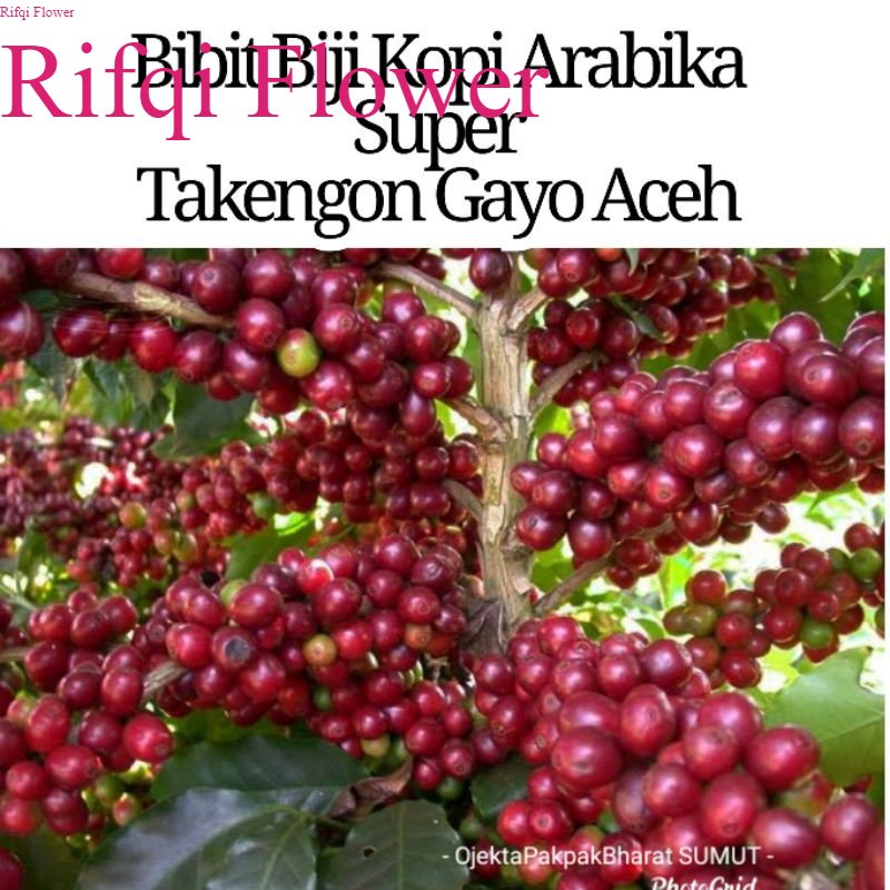 25 Bibit Biji Kopi Arabika Super Unggul pucuk merah hijau arabika Takengon gayo Rifqi Flower