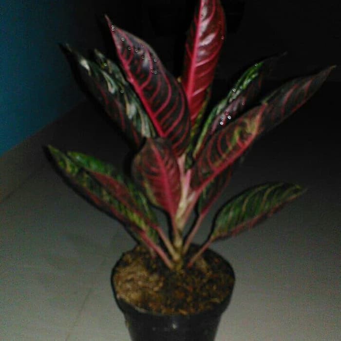 Induk Tanaman Aglonema Pride of Sumatra Aglonema red