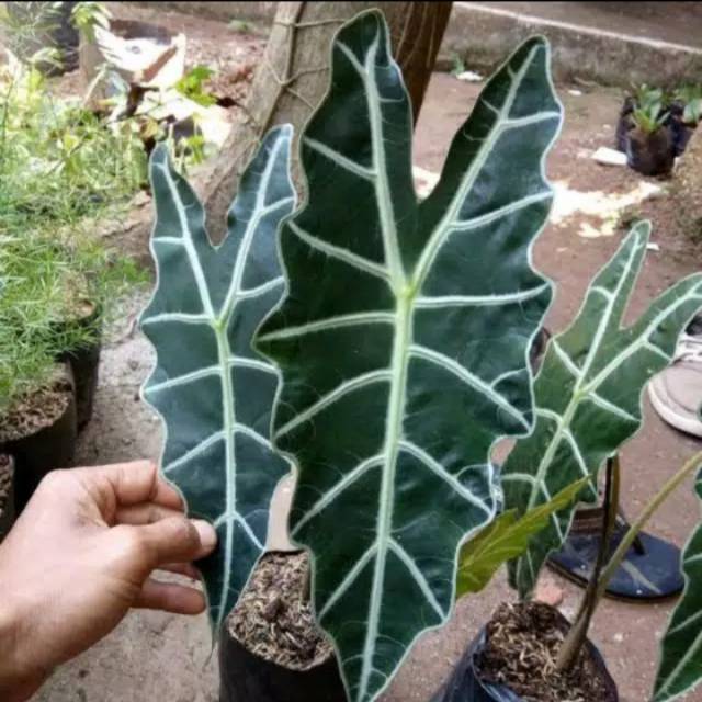 

keladi amazon