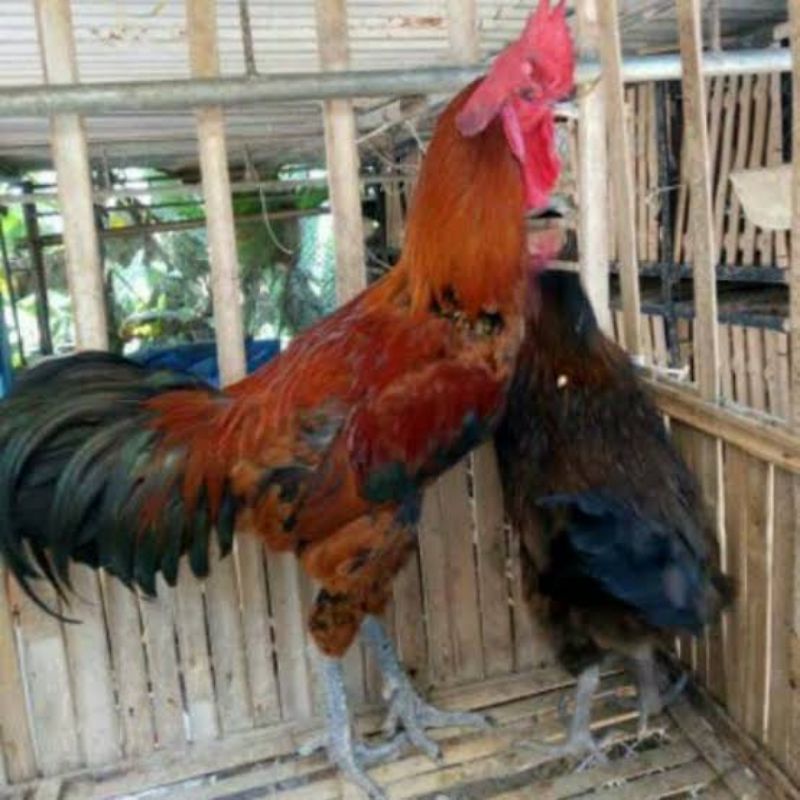 Telur ayam pelung jumbo siap ditetaskan original fress