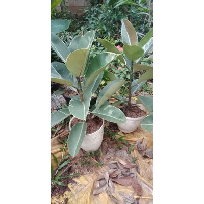 Tanaman Karet Kebo Variga + Pot Tawon