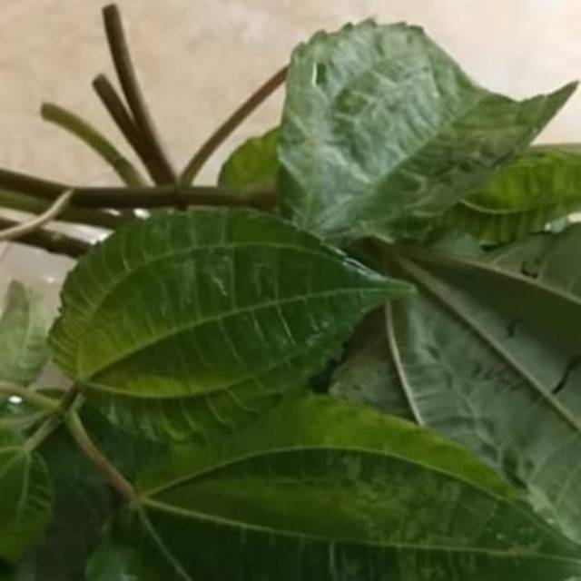 

Daun Poh Pohan 200 gr