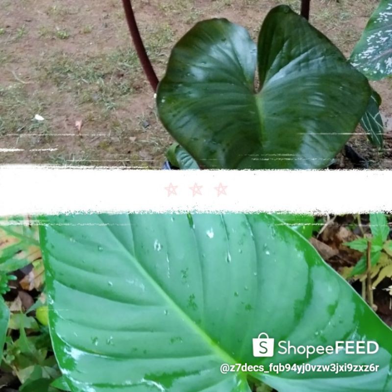 

cariang merah/hijau