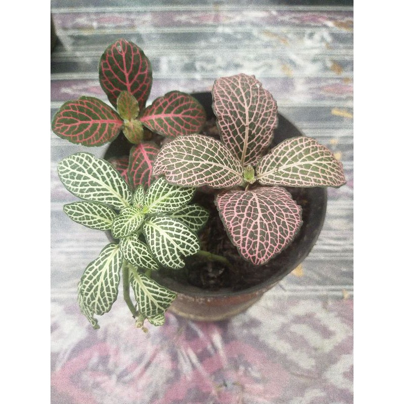 

Fittonia