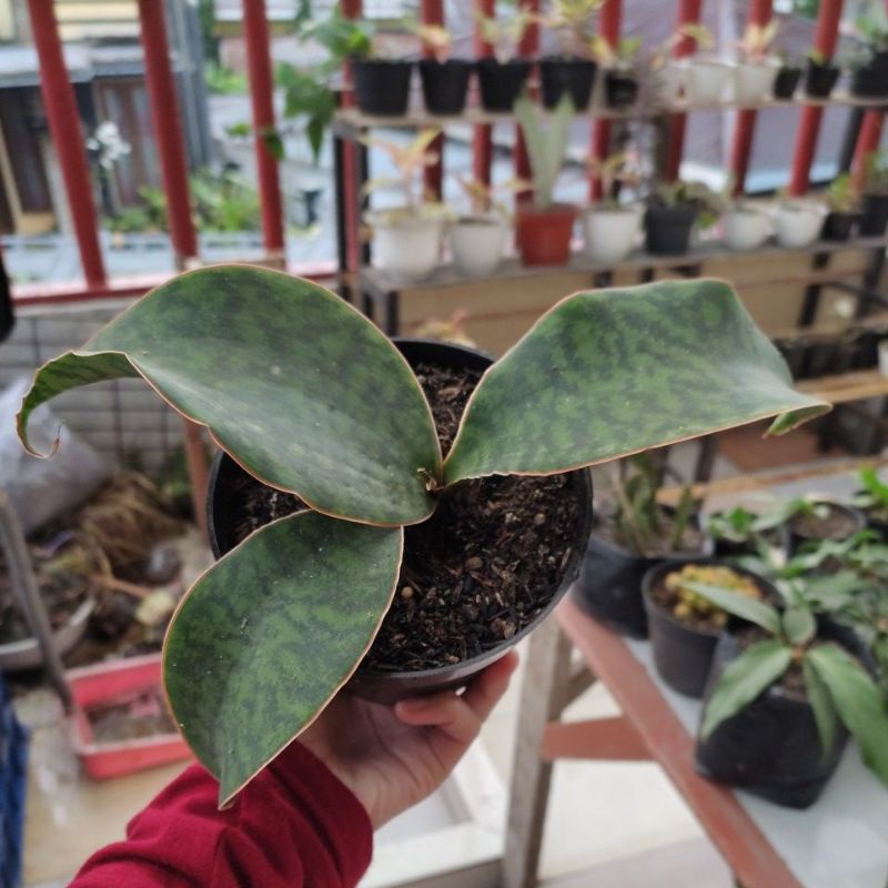 LIDAH MERTUA centong || sensivera