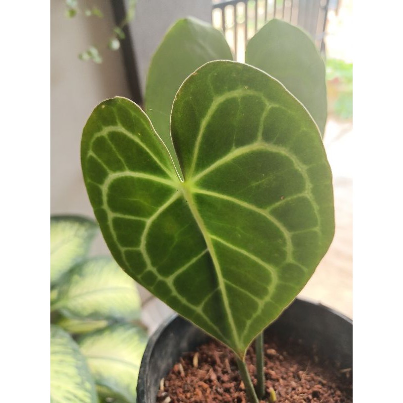 kuping gajah tarantula