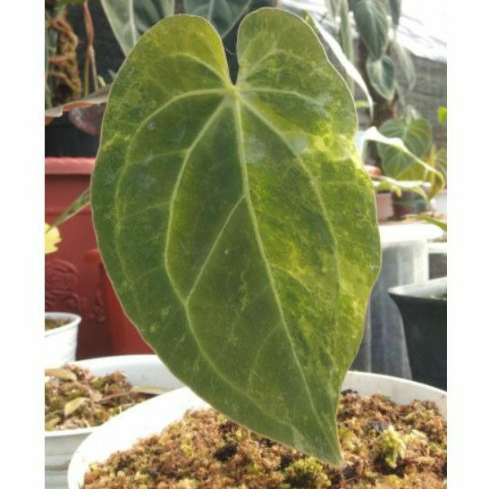 KUPING GAJAH VARIEGATA KG MAGNIFICUM VARIGATA