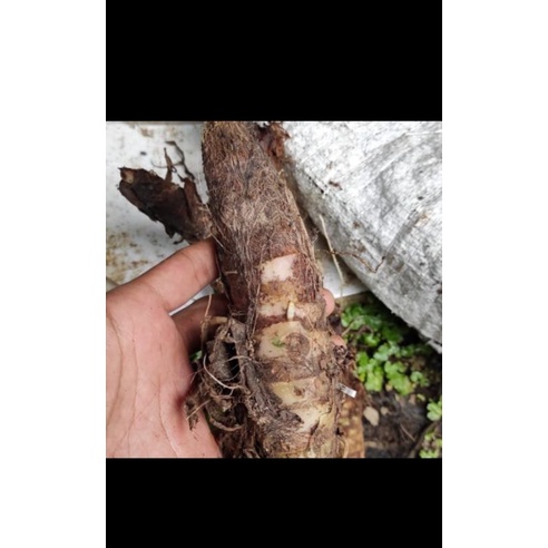 (COD) tanaman hias alocasia longliba/kuping kelinci longliba - bonggol