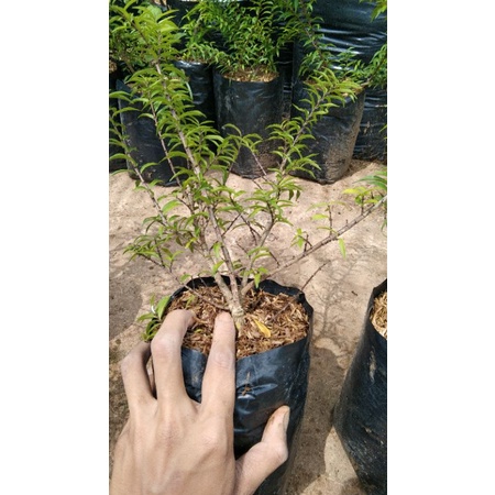 bibit anting putri micro