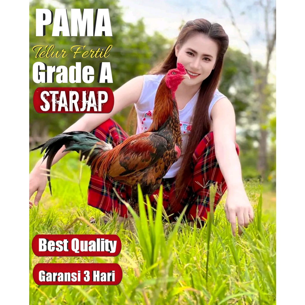ayam asli pama thailand super pukul telur perbutir jaminan menatas