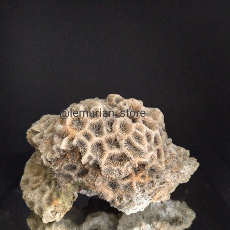 BATU KARANG LAUT ASLI// aquarium/ aquascape/ corallaut/batu/laut/terumbu karang/deadrock/premium
