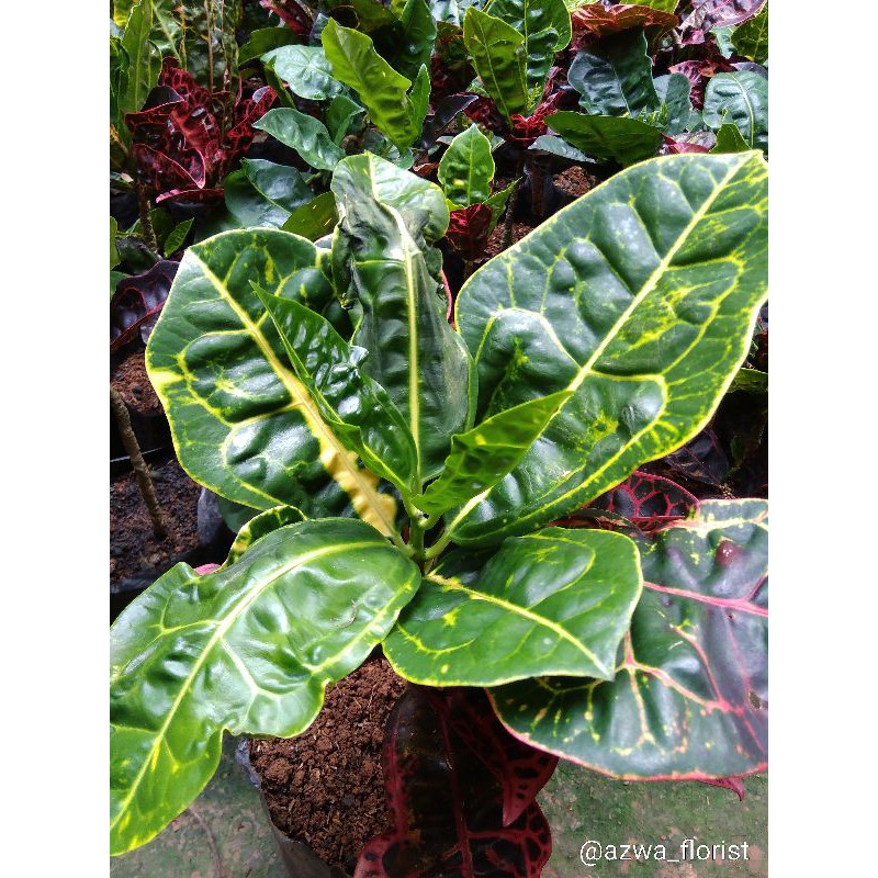 Tanamam Puring Kura Cocok Buat Indukan Puring Kura Daun Lebar