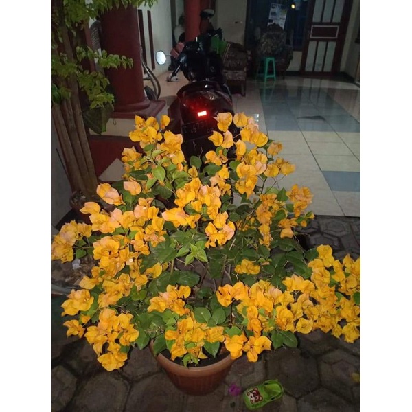 Bougenville Bunga kertas kuning