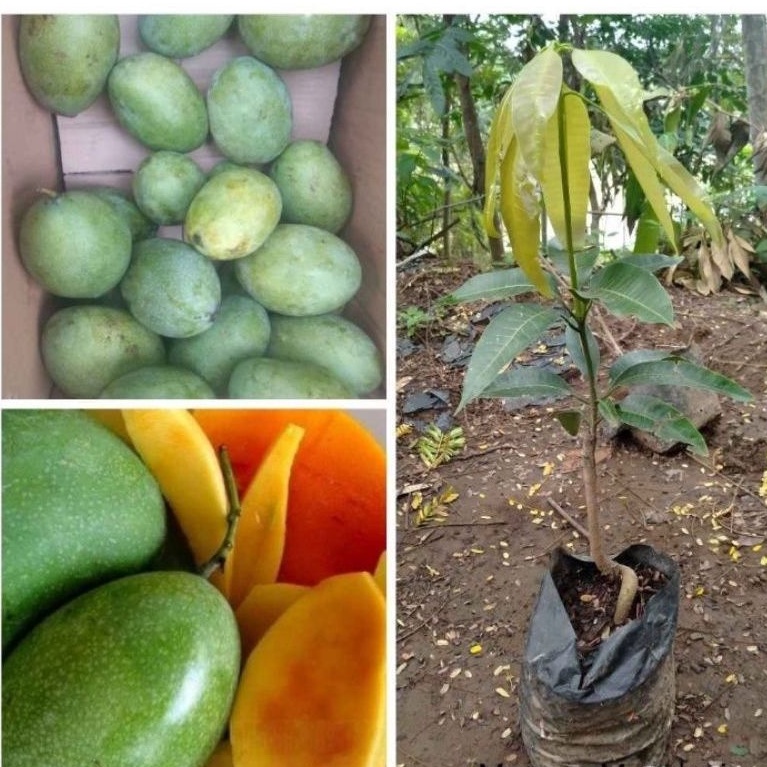 bibit mangga manalagi super