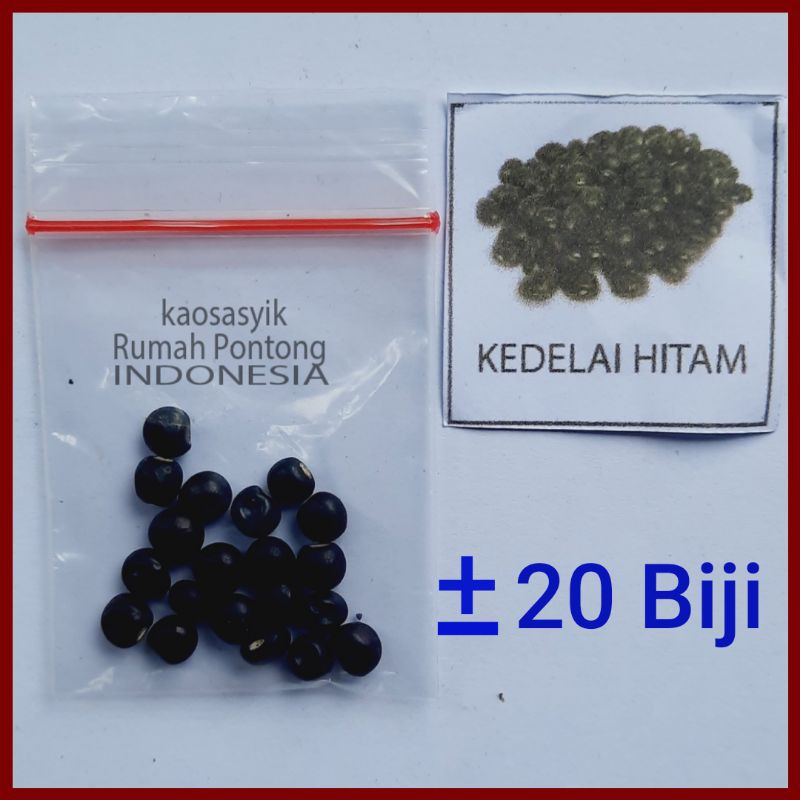 BENIH KACANG / KACANG HIJAU, KAPRI, MERAH, TANAH, KECIPIR, KEDELAI, TOLO/LANDES-20 Kedelai Hitam