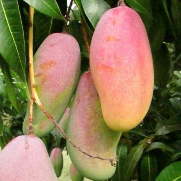 Bibit Buah Mangga Mahachanok Pelangi