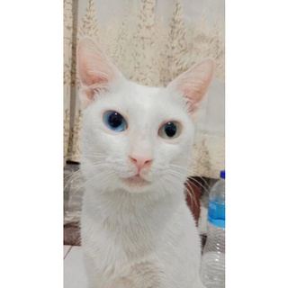 Jual Kucing Odd Eyes Harga Terbaik - November 2021  Shopee Indonesia