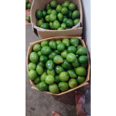 

alpukat mentega
