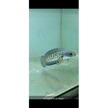 Channa Auranti 10-13Cm ( BACA DISKRIPSI)