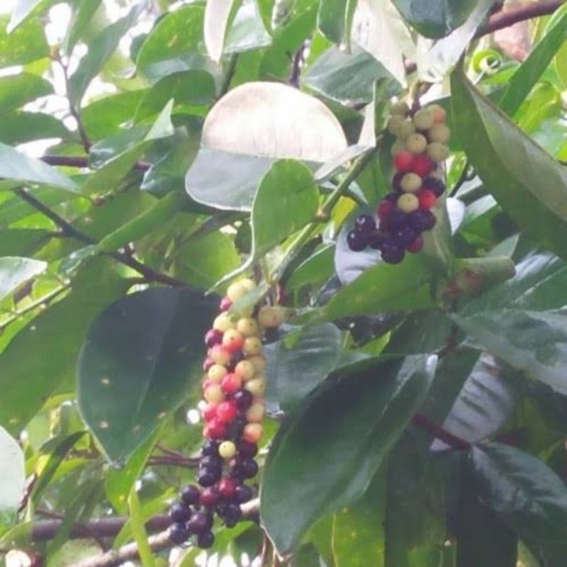 

Daun Huni Daun Buni Fres Segar 250 Gram