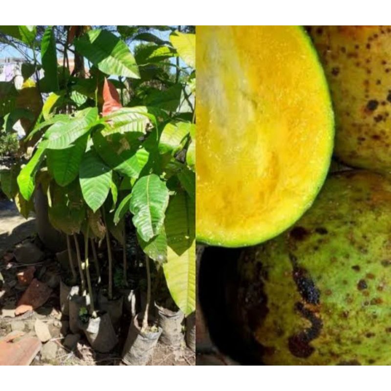 Promo Bibit Tanaman Buah Limus-Pakel