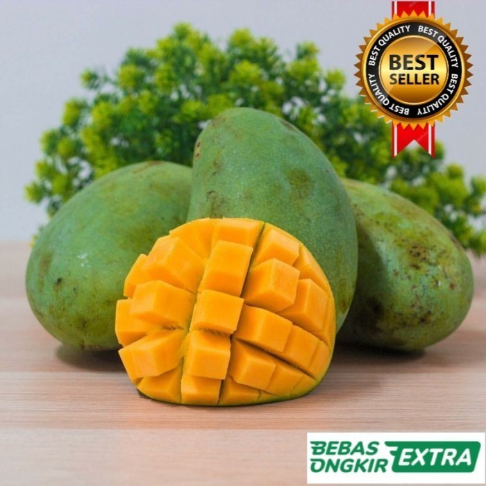 Bibit Mangga Manalagi genjah Cepat Berbuah