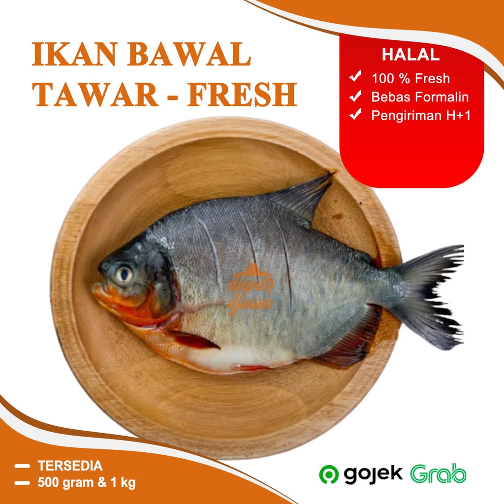 

IKAN BAWAL MERAH TAWAR TAMBAK MURAH SEGAR FRESH BEKU FROZEN KEMASAN 500 GRAM GR ATAU 1KG MURAH