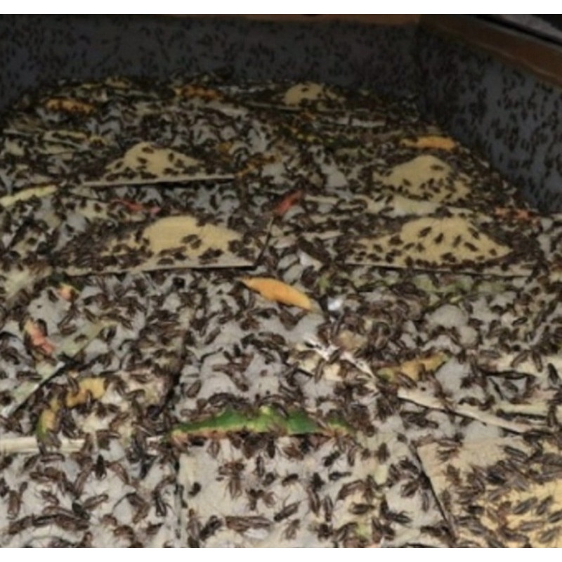 Jangkrik Genggong Kalung Hidup 1 kg pakan Burung Ikan Reptil / jangkrik pakan burung / pakan burung 