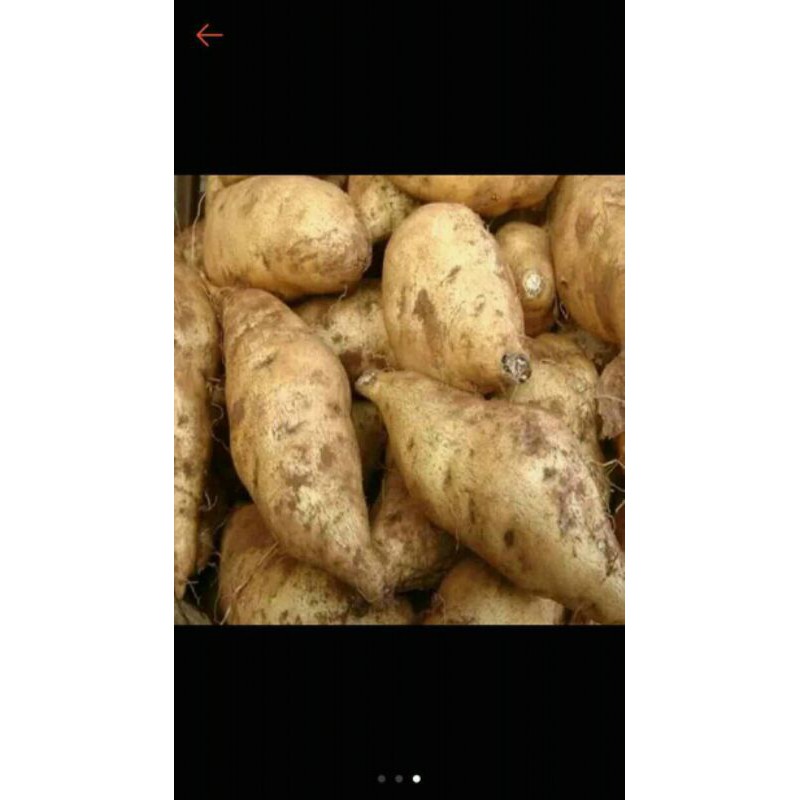 

UBI LOKAL UBI KOLAK UBI GORENG 500 GRAM