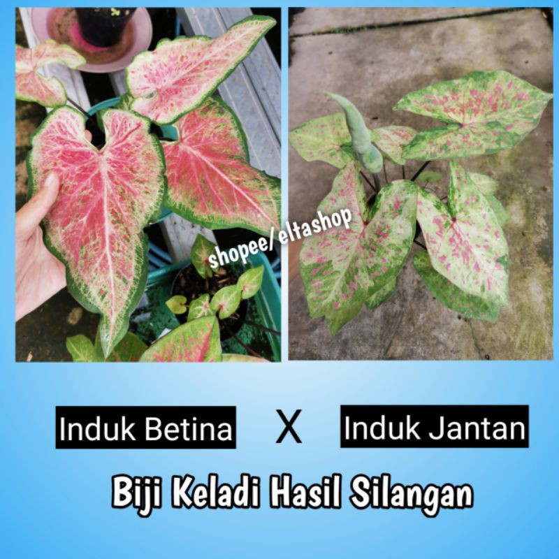 (PROMO) Biji Keladi Hibrid - Benih Caladium Hasil Silangan Induk Seperti foto