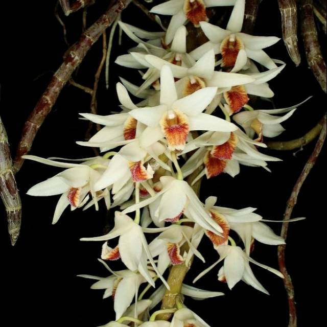 Anggrek Dendrobium Heterocarpum
