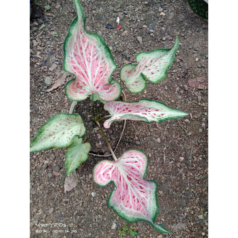 Keladi stroberi /caladium Pink Ratana