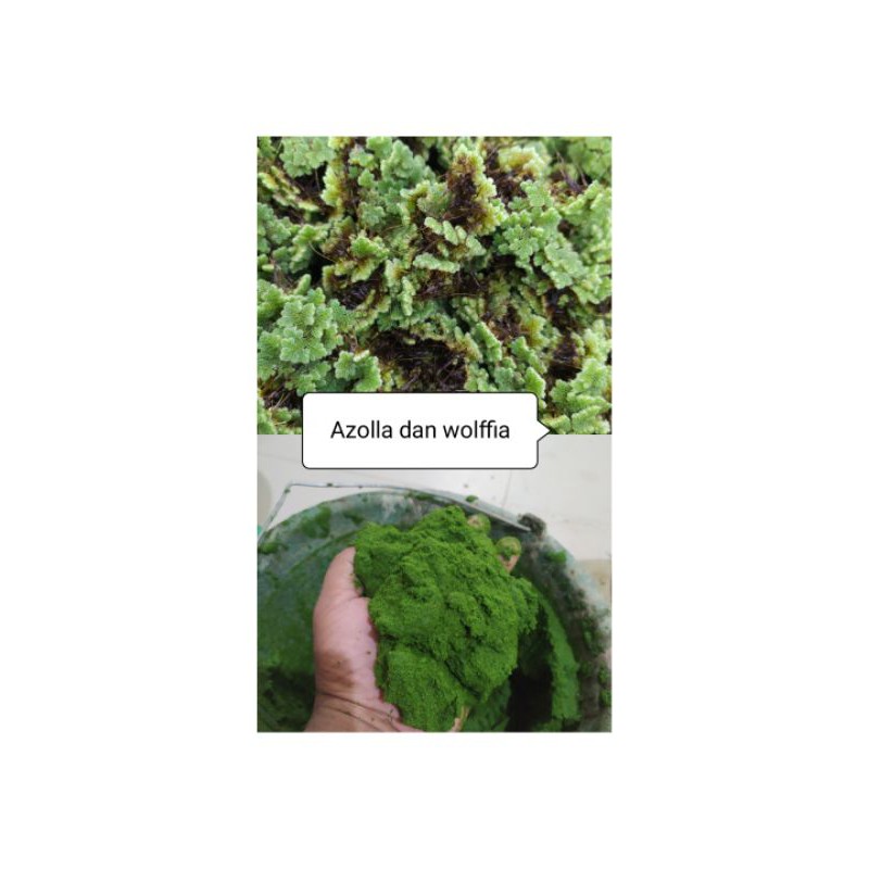 azolla indukan 500 gram + wolffia 200 gram