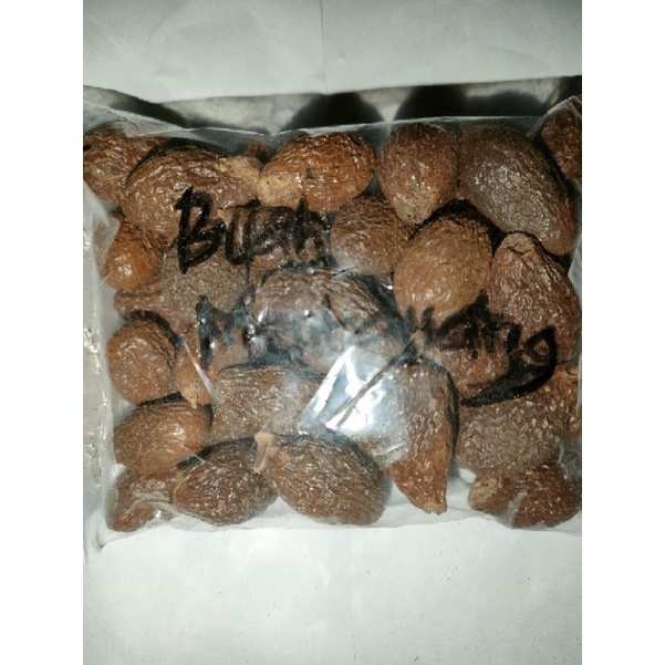 

buah tempayang/ biji kembang semangkuk/ buah bentayang / buah mentayan/meeentayang 50gramdr