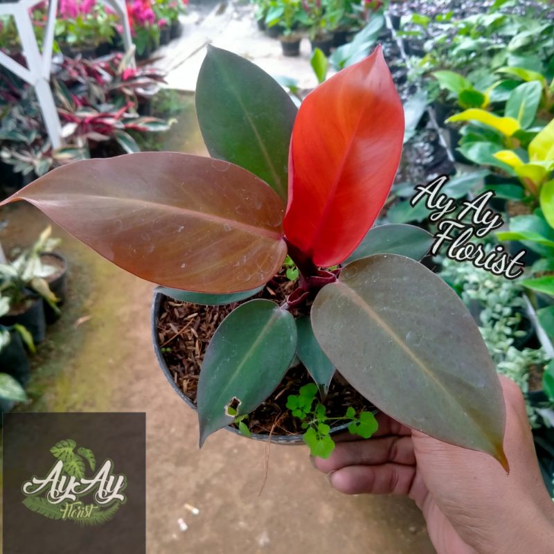 Tanaman Hias Philodendron Red Cherry