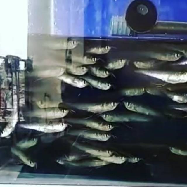 Ikan arwana silver berkualitas