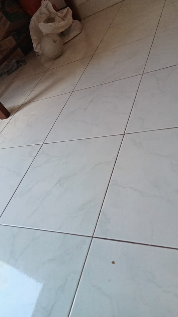 Benih Biji Anggrek Ekor Tupai