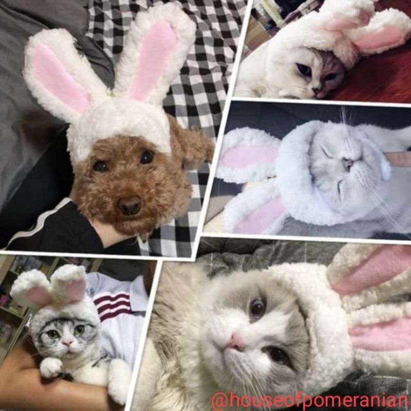 PET BUNNY HAT topi kelinci anjing kucing aksesoris kostum hewan lucu