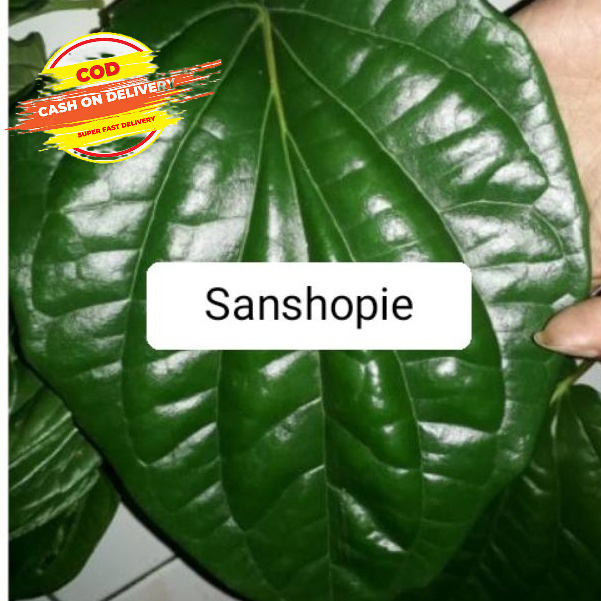 

Daun sirih atau seureuh segar 500 gram
