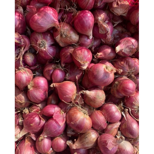 

Bawang Merah Brebes Murah
