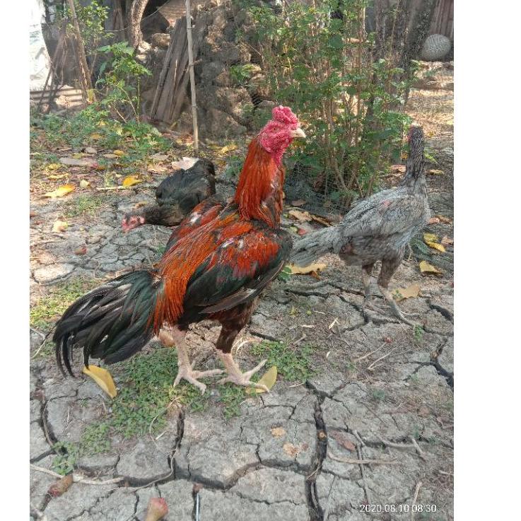 

hmui200 Telur fertil ayam bangkok super, pacek tinggi besar ukur 6,petarung Handal Barang Import