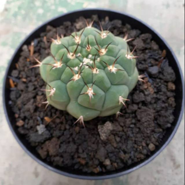 Kaktus ownroots import thailand 450