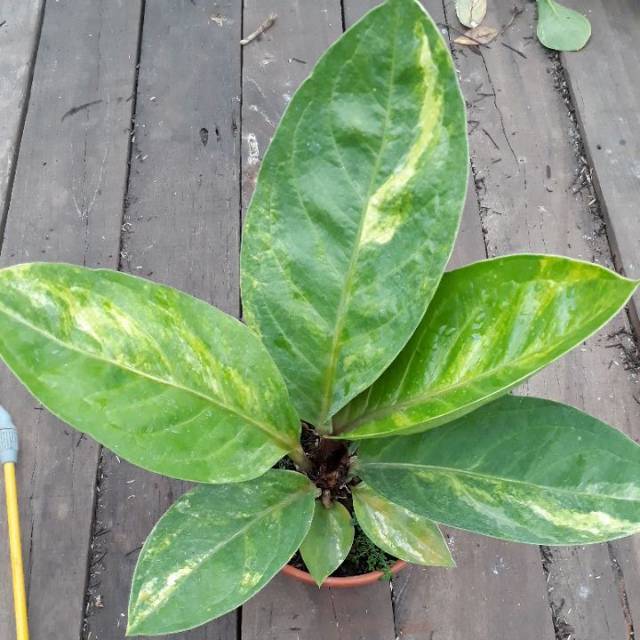 Jemani Mangkok Dewasa