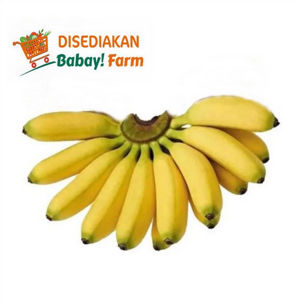 

Buah Pisang Mas / Emas per 1 Sisir