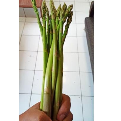 X@C // bonggol akar asparagus //Terlaris